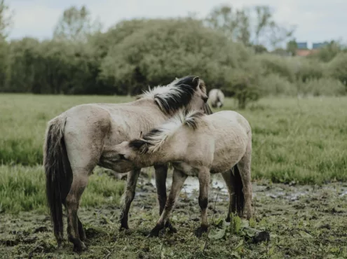 Réserve Naturelle De La Buissière 5