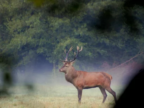 Cerf Taillette Simonet